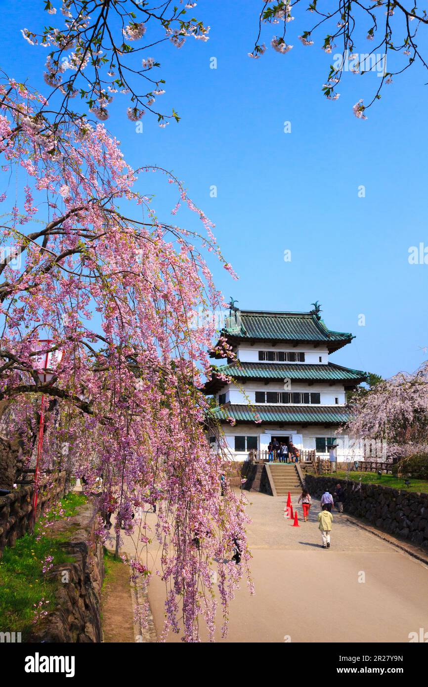 Weeping cherry blossoms and Hirosaki Castle Stock Photo