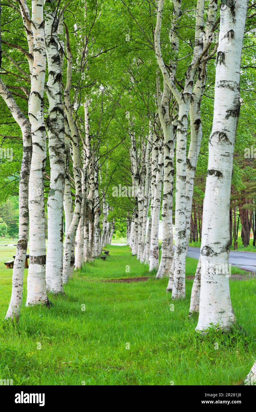 white-birch-forest-stock-photo-alamy