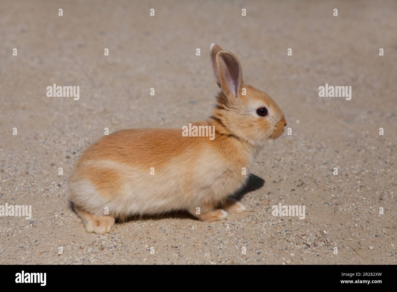 Michibo Rabbit Miyashiro hi-res stock photography and images - Alamy