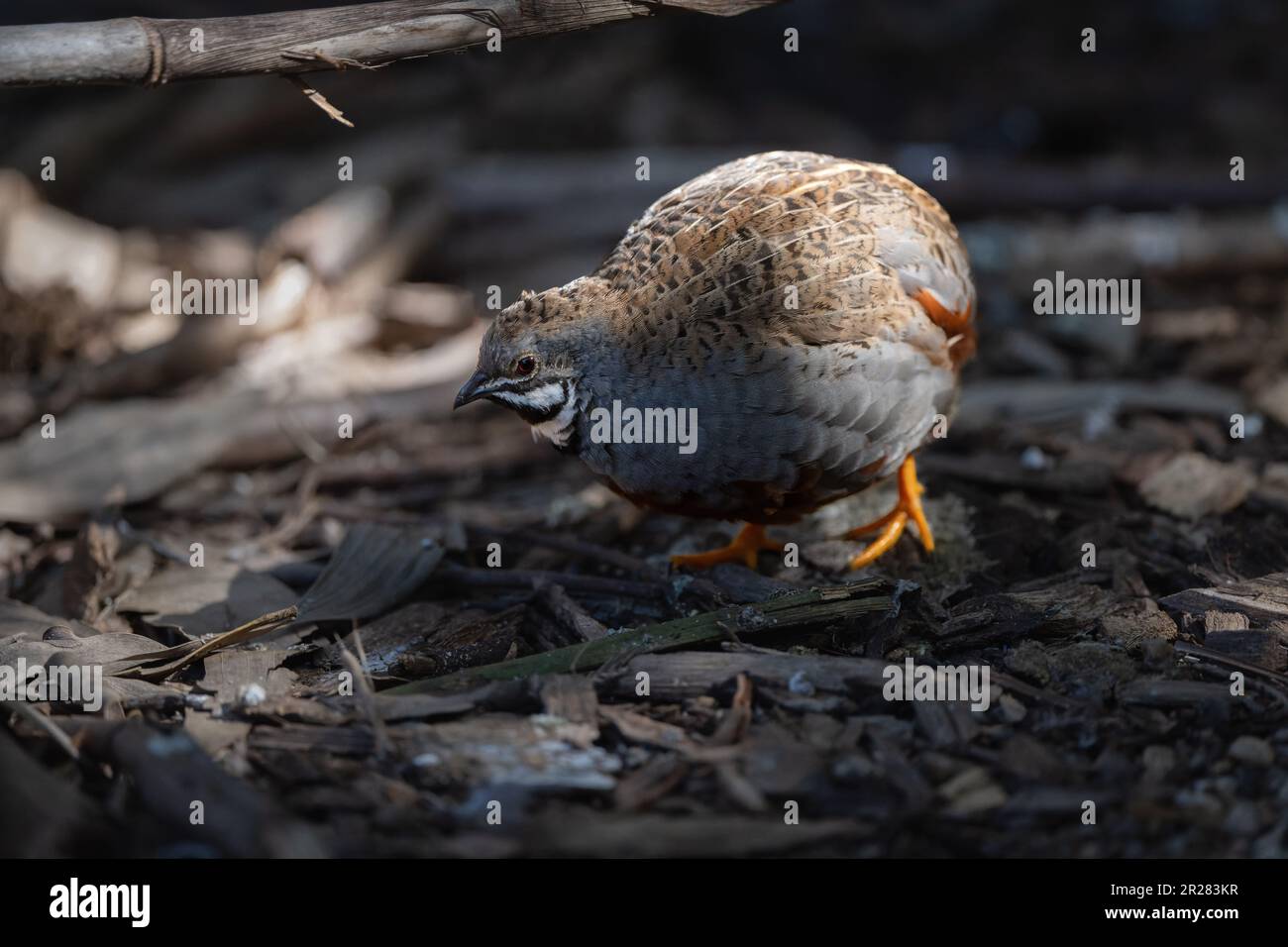 Male King Quail (Coturnix chinesis) forages the forest floor for a meal at a Nature conservancy in Port Douglas, Queensland in Australia. Stock Photo