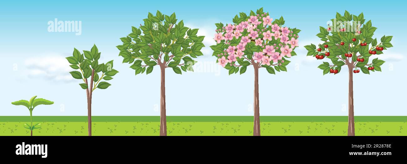 Cherry Tree Growth Stages Vector Design Illustration Stock Vector Image Cherry Tree Growth Stages Vector Design Illustration Stock Vector Image
