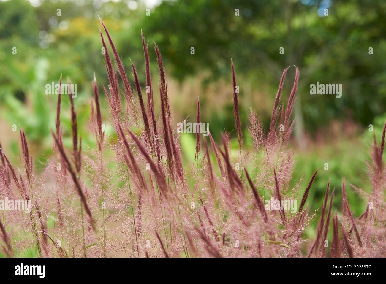 Natural scene, purple spikes on a background of green generic vegetation. Horizontal composition without people with copy space. Stock Photo