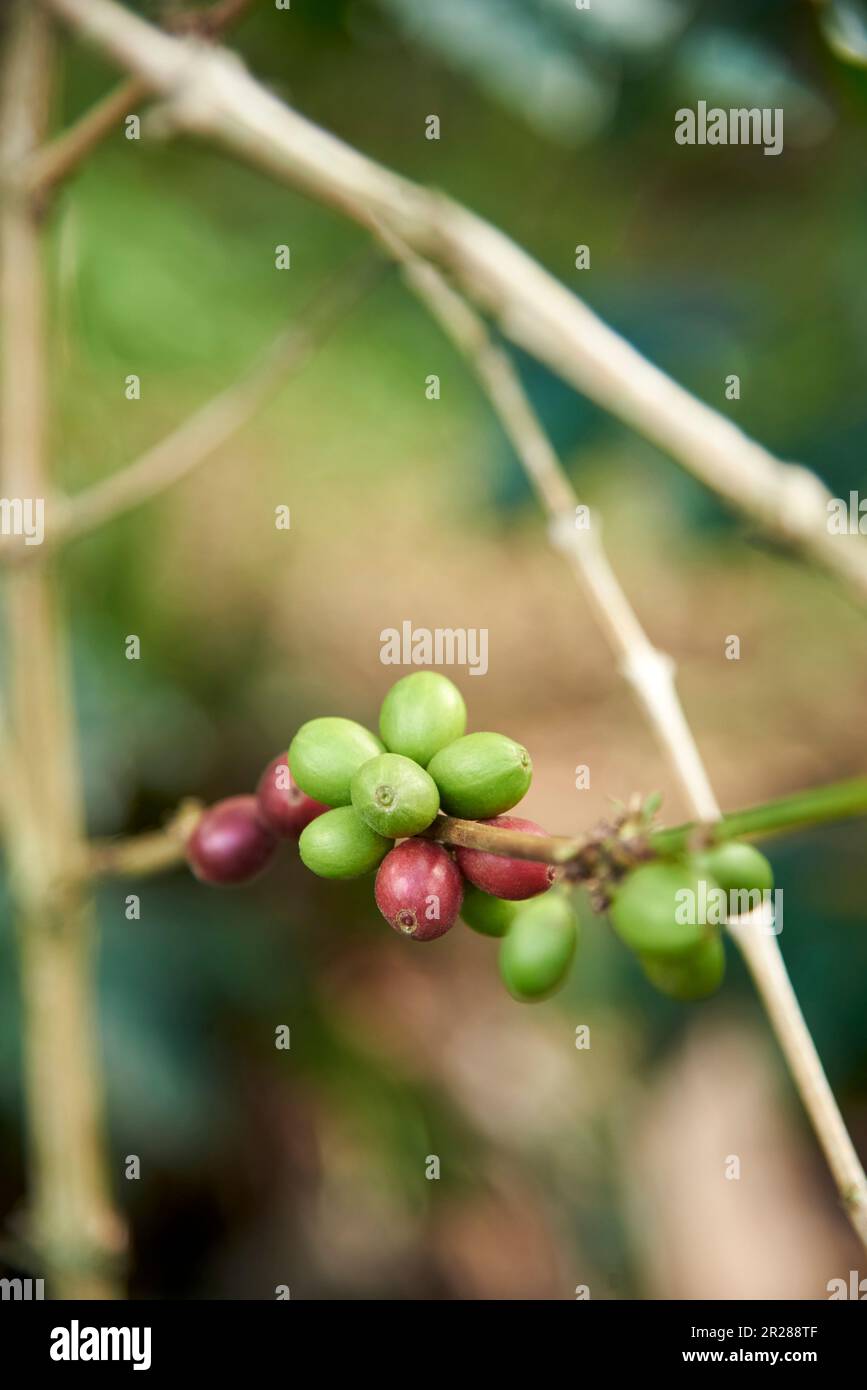 Coffee tree branch with ripe and unripe beans, in Santander, Colombia, colombian traditional production. Selective focus composition with copy space. Stock Photo