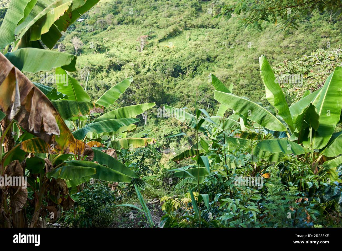 Rural landscape with coffee cultivation and banana palm production near Aratoca in Santander, Colombia. Stock Photo