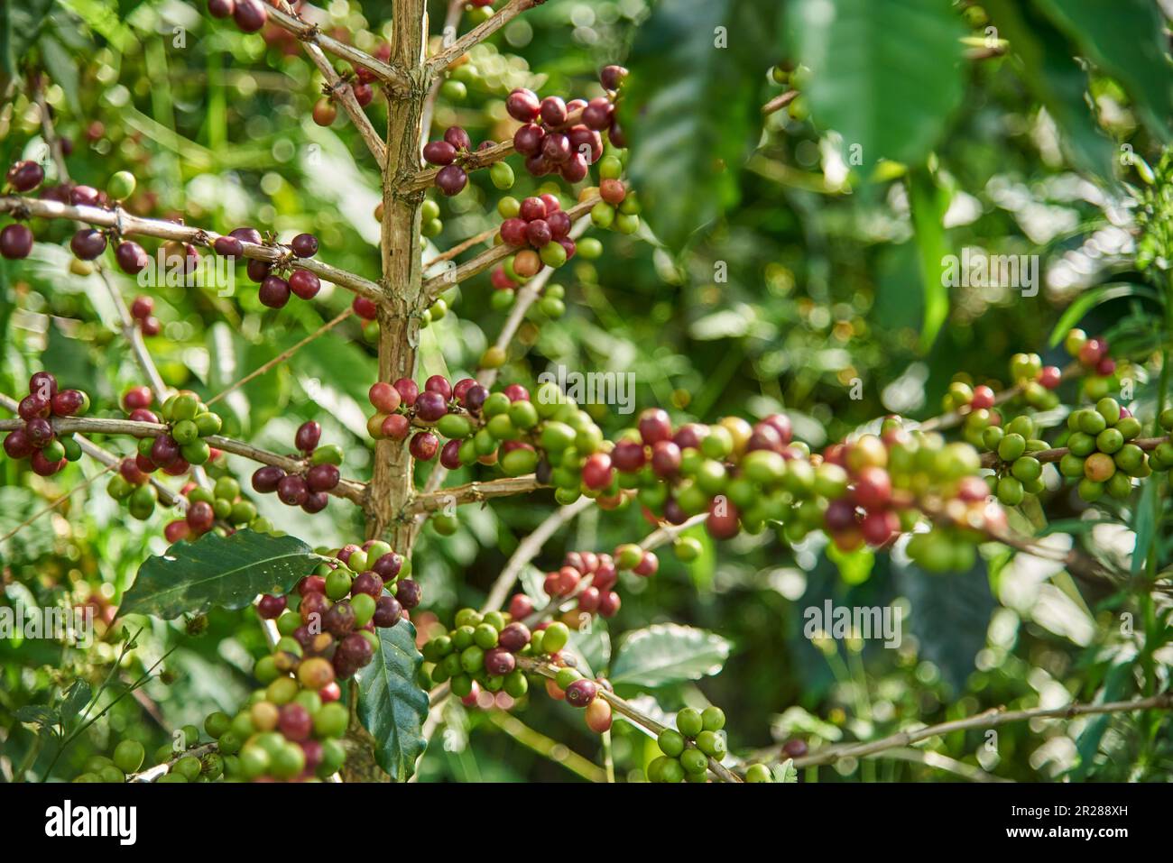 Coffee tree with many coffee beans, ripe and unripe, in its branches, in Santander, Colombia. Colombian traditional production. Stock Photo