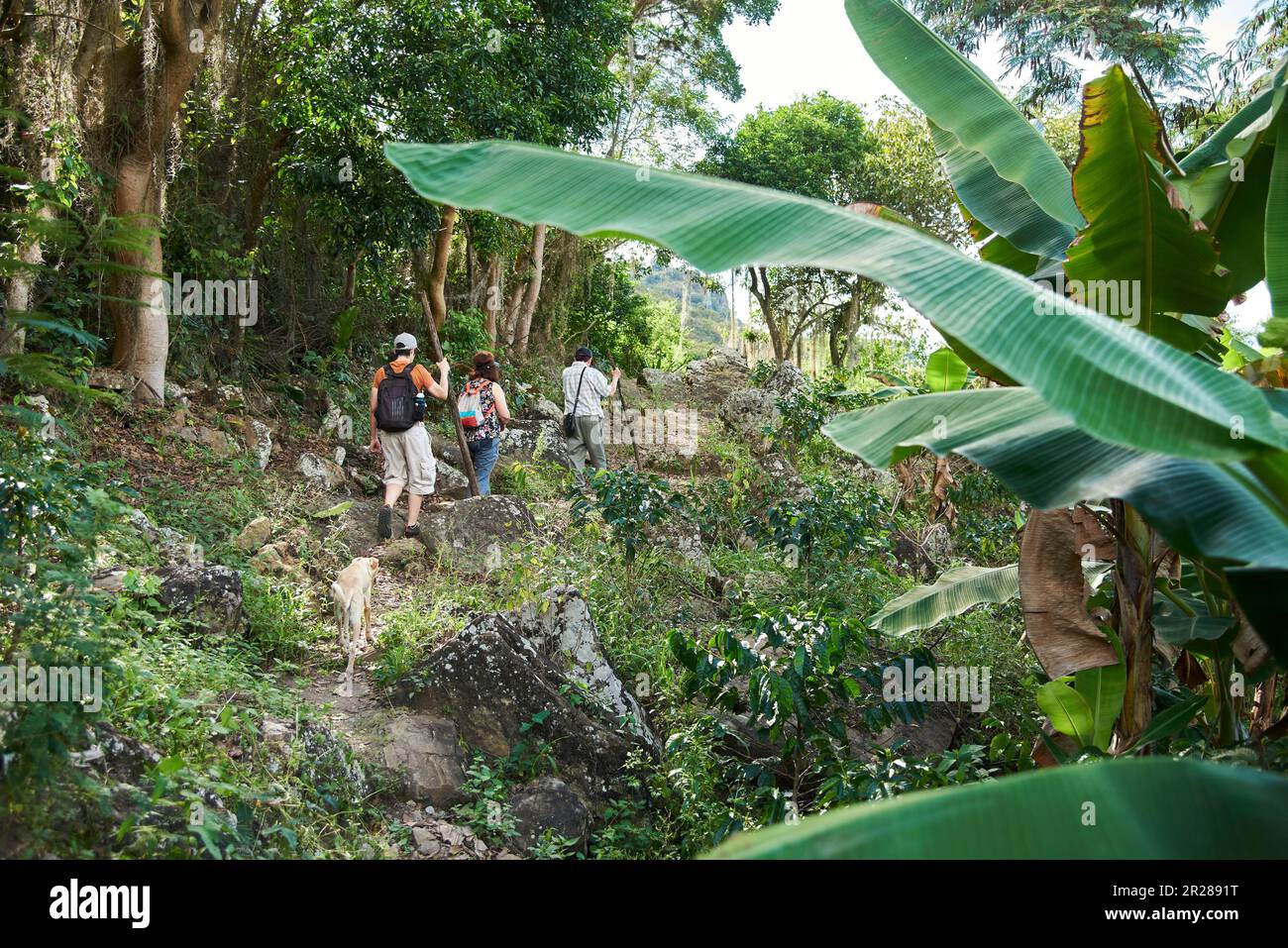Unrecognizable travelers seen from the back walking through a rural landscape with coffee cultivation and banana palm trees near Aratoca in Santander, Stock Photo
