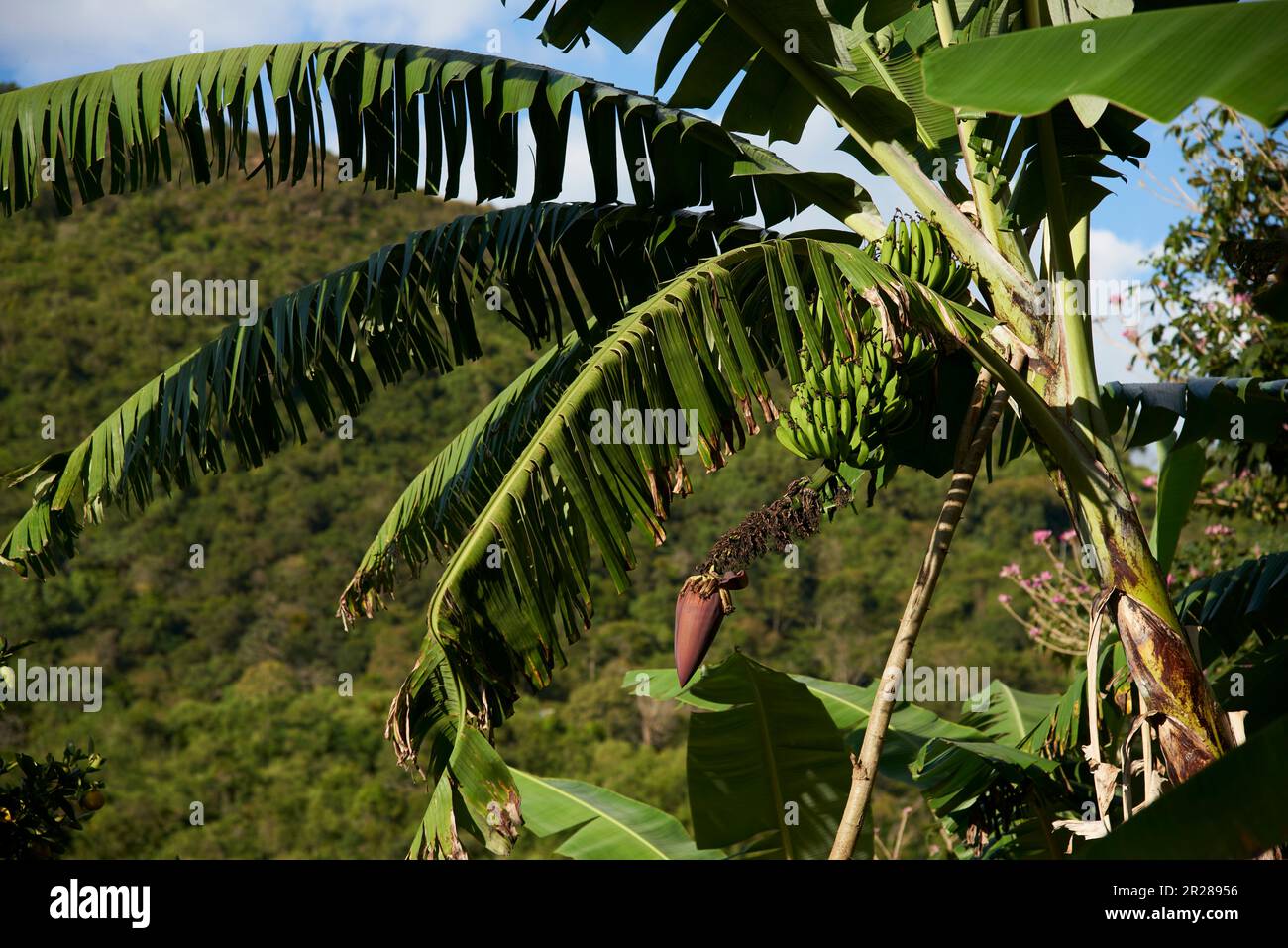 Palm tree with a bunch of green, unripe, bananas hanging, with the flower at the end of the cluster. Plantation in Santander, Colombia. Stock Photo