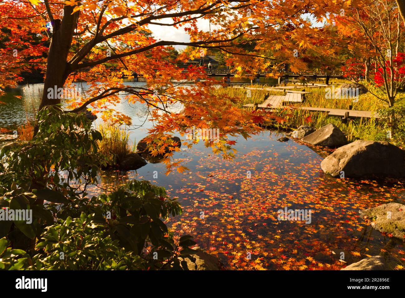 Japanese garden red maple hi-res stock photography and images - Alamy
