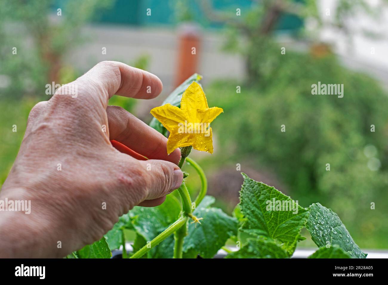 yellow cucumber flower after cucumber ovary, growing cucumbers at home. farming Stock Photo