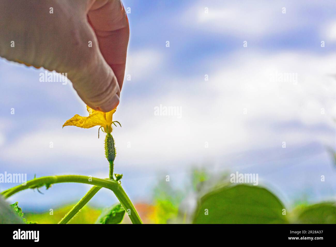 gently rub your fingers over a small growing cucumber. Diseases and pests of the garden Stock Photo
