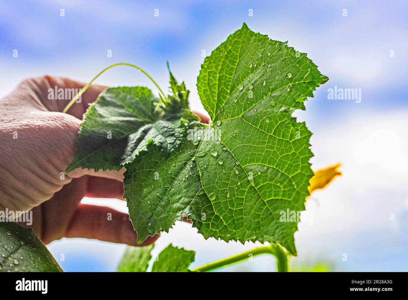 gently hold the small growing cucumber leaves with your fingers. Diseases and pests of the garden Stock Photo
