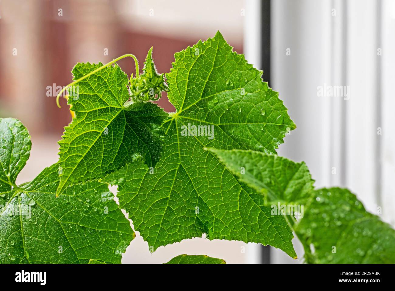 close-up growing leaves of young varietal cucumbers. Garden and garden pests and pests Stock Photo