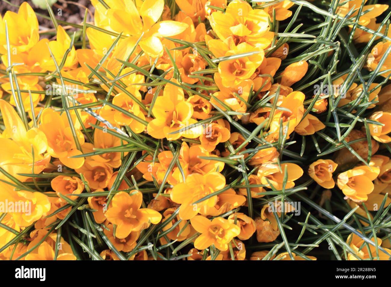 yellow crocus flowers as very nice spring background Stock Photo - Alamy