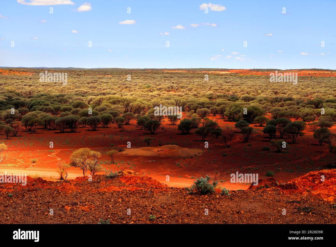 Outback landscape of Mulga Trees ( Acacia aneura ) family MIMOSACEAE  in the Goldfields, Sandstone,  Gascoyne, Murchison, Western Australia Stock Photo