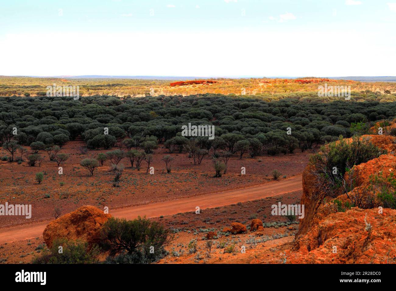 Outback landscape of Mulga Trees ( Acacia aneura ) family MIMOSACEAE  in the Goldfields, Sandstone,  Gascoyne,  Murchison,  Western Australia Stock Photo
