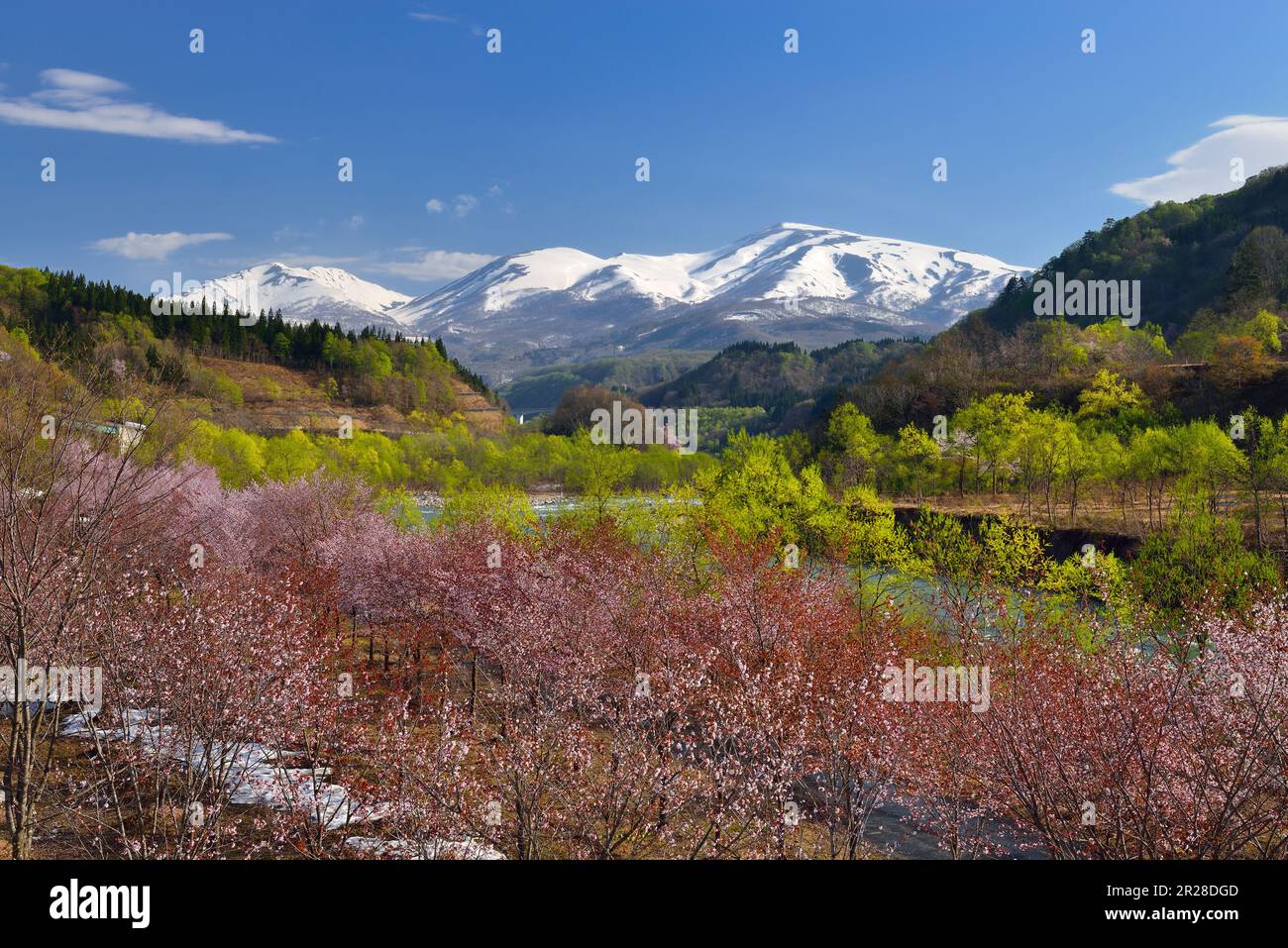 Cherry blossoms, verdure, and Mount Gassan Stock Photo