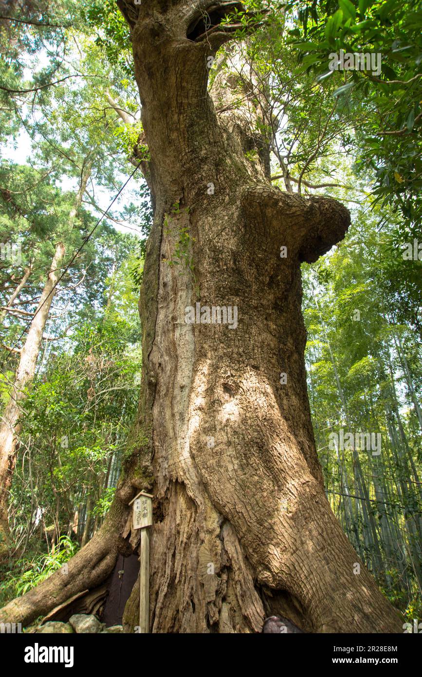 Large camphor tree at Kumano Kodo Stock Photo
