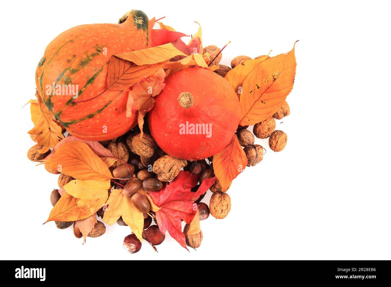 autumn pumpkins and leaves isolated on the white background Stock Photo ...