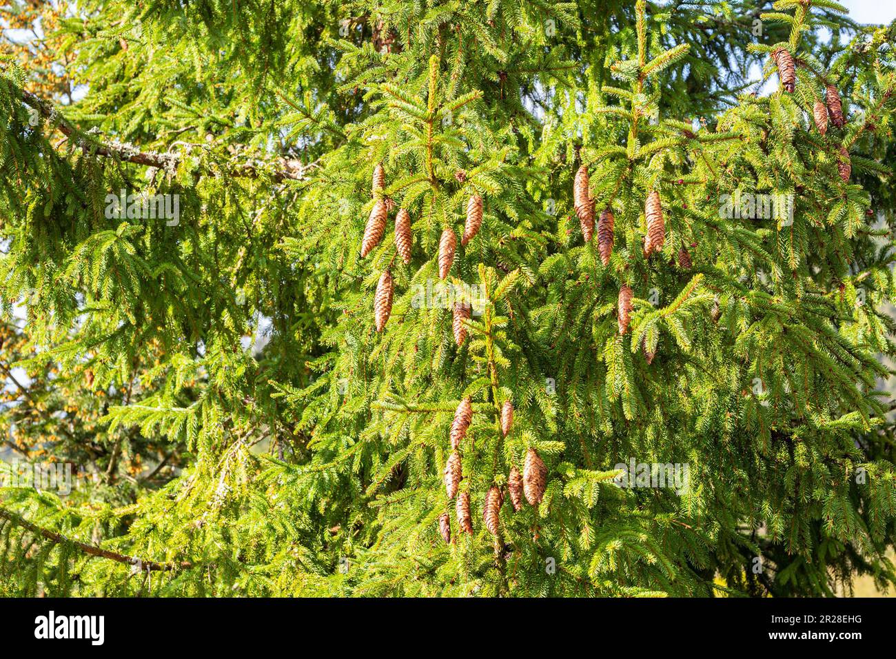 Hanging cones of a Norway Spruce tree (Picea Abies) on a sunny day in spring Stock Photo