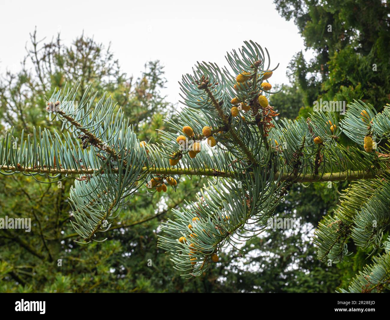Yellow male pollen of a White Fir (Abies concolor) Stock Photo