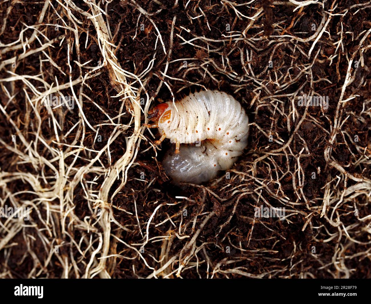 close up of white grub worm between roots in the soil, beetle