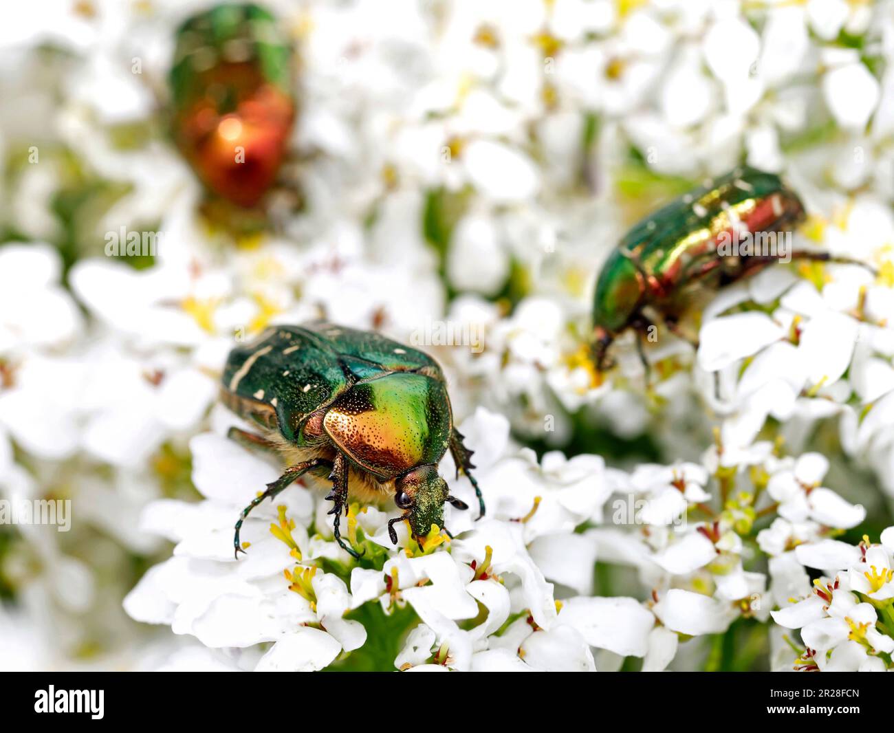 group of metallic green rose chafers on white spring blossoms, close up of cetonia aurata beetle feeds on nectar Stock Photo