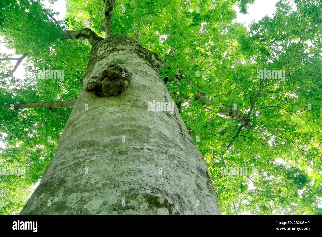 Shirakami mountains, Mother tree with green Stock Photo Alamy