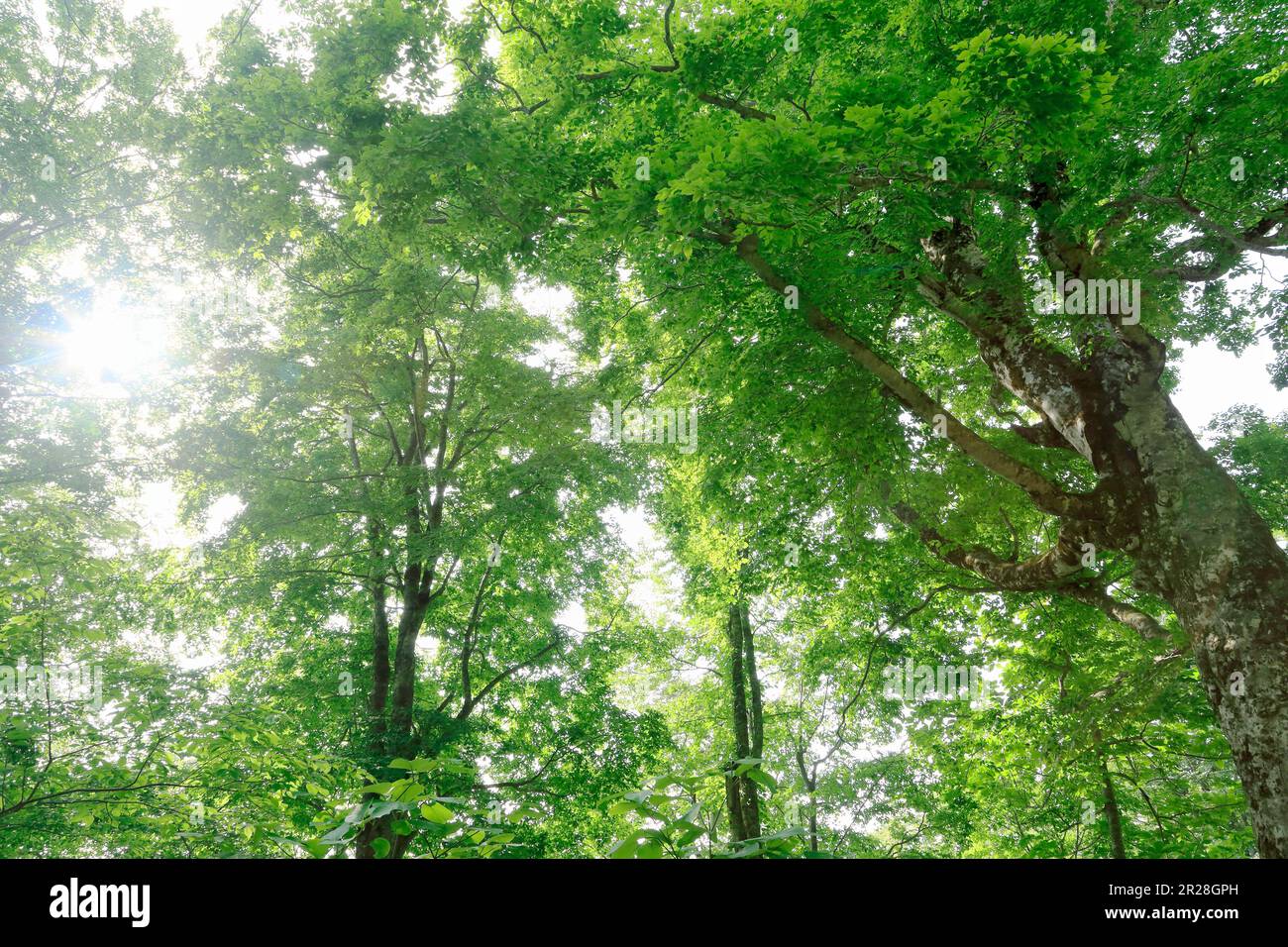 Shirakami mountains, Mother tree with green Stock Photo Alamy