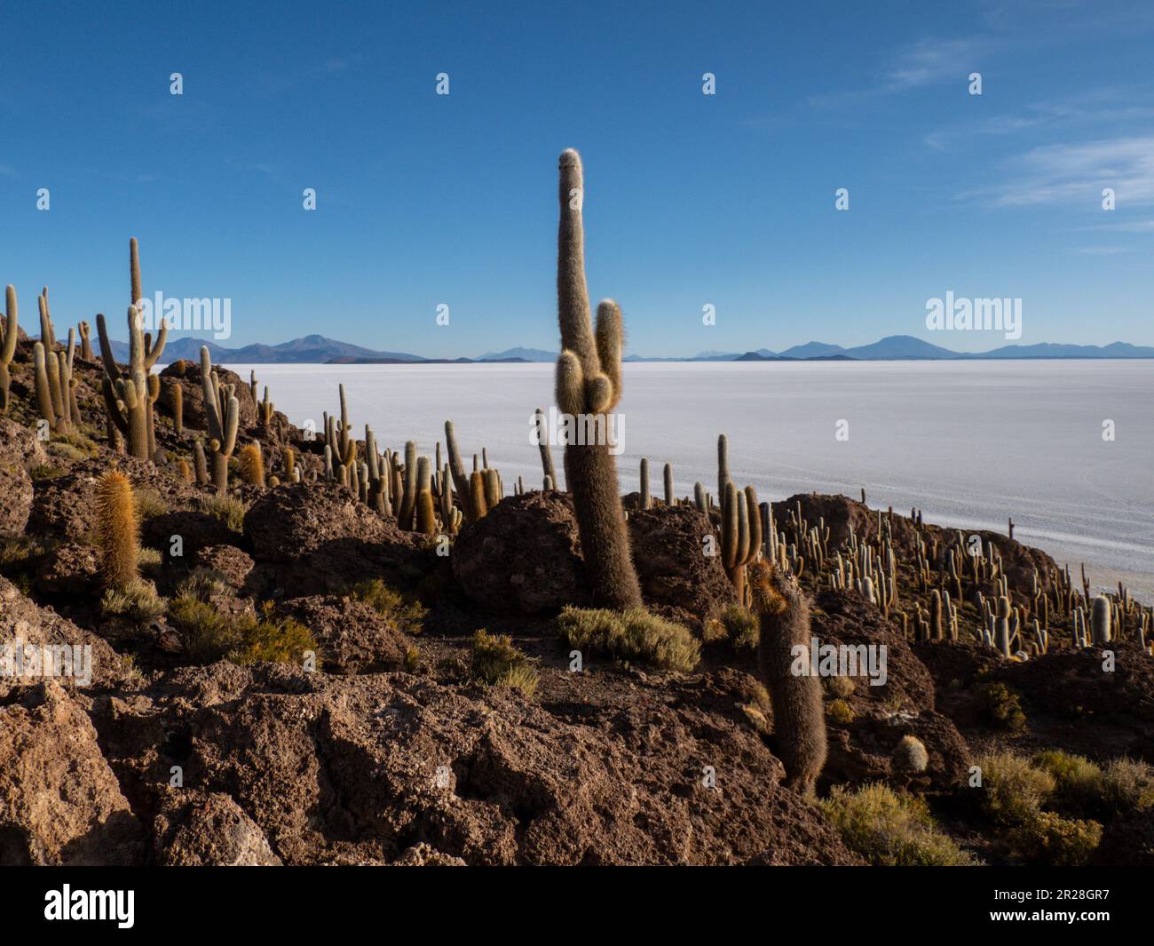Discover the breathtaking beauty of Isla Incahuasi at Salar de Uyuni in Bolivia. This landscape showcases the vast salt flats and the cactus island. Stock Photo