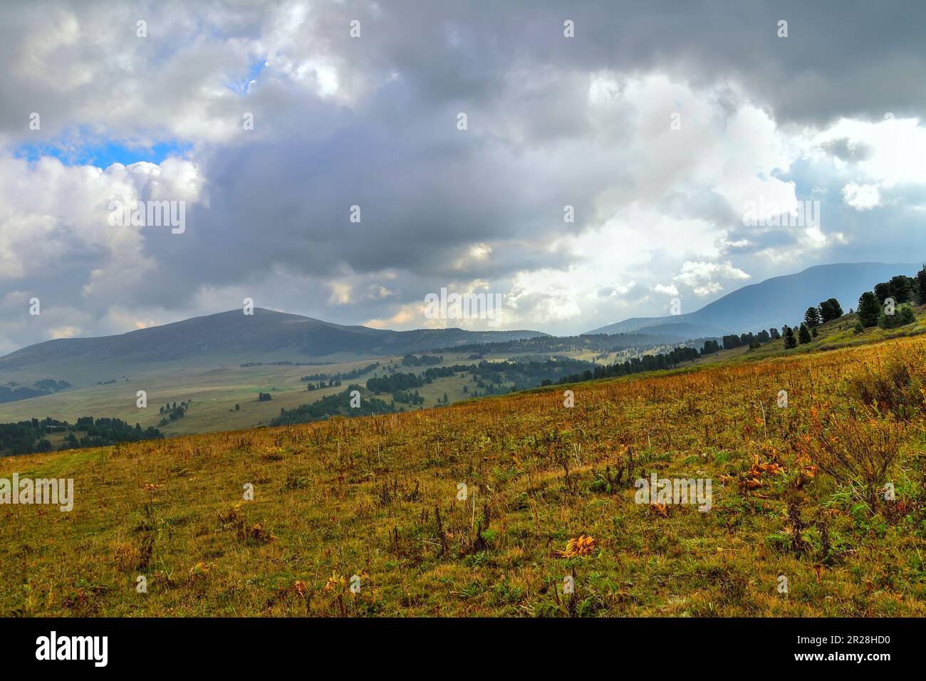 Beautiful summer mountain landscape in cloudy weather. Colorful dwarf vegetation in foreground and a chain of Altai mountains in the blue morning mist Stock Photo