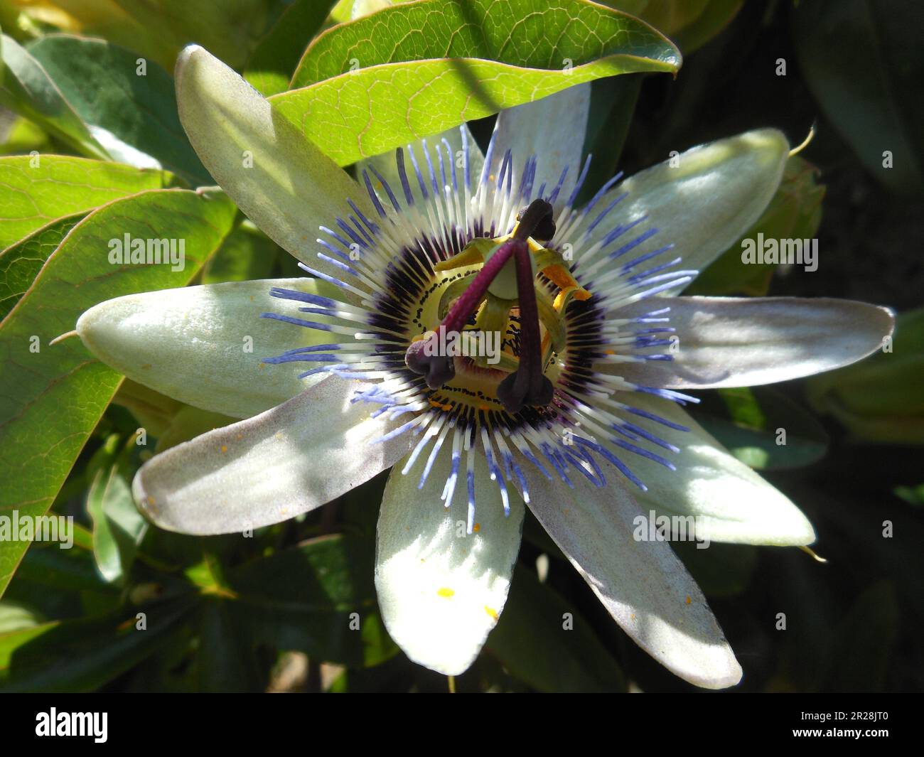 Plante medicinale hi-res stock photography and images - Alamy