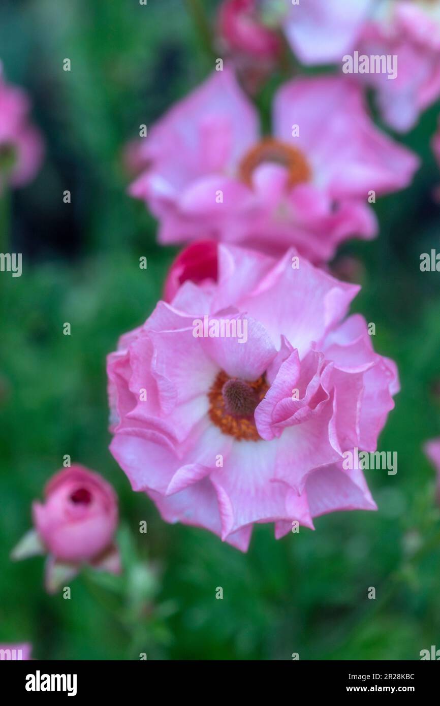 Ranunculus Rococo Ranunculus rococo hi-res stock photography and images - Alamy