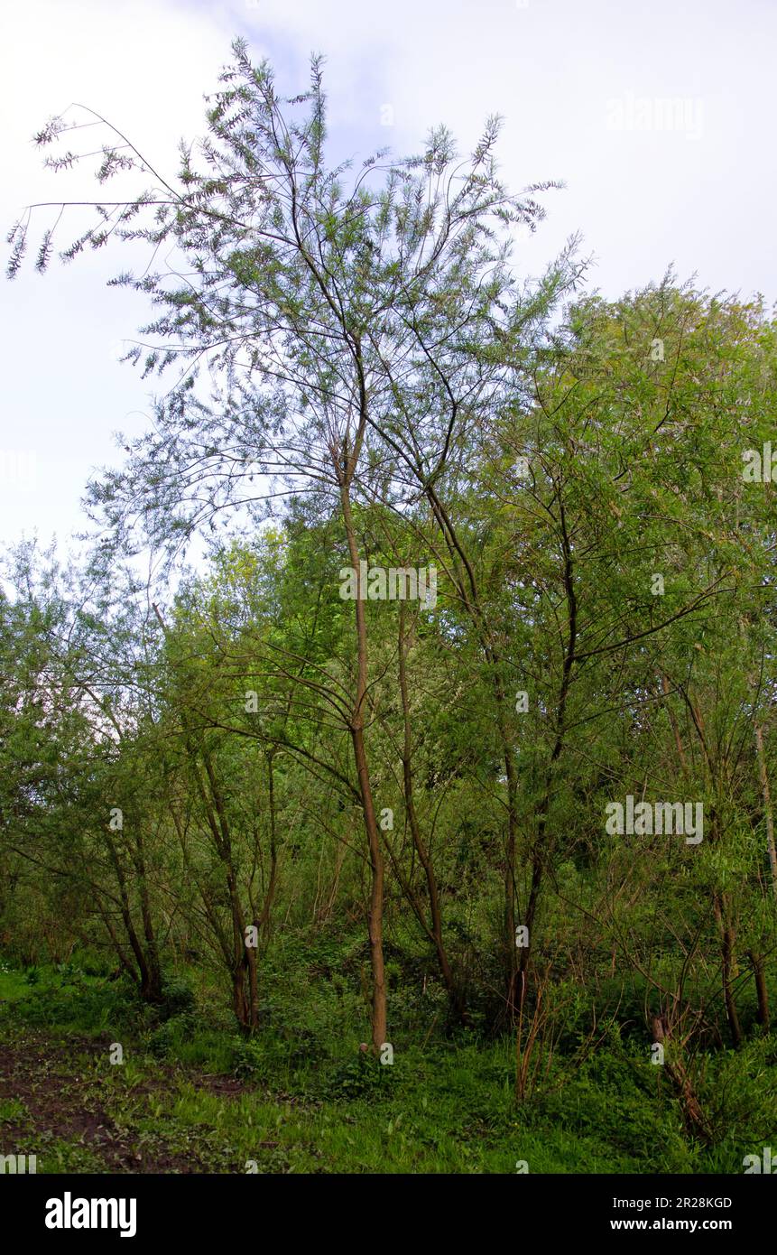 Osier Willow Tree Salix Viminalis Image Of Whole Tree Stock Photo Alamy osier-willow-tree-salix-viminalis-image-of-whole-tree-stock-photo-alamy