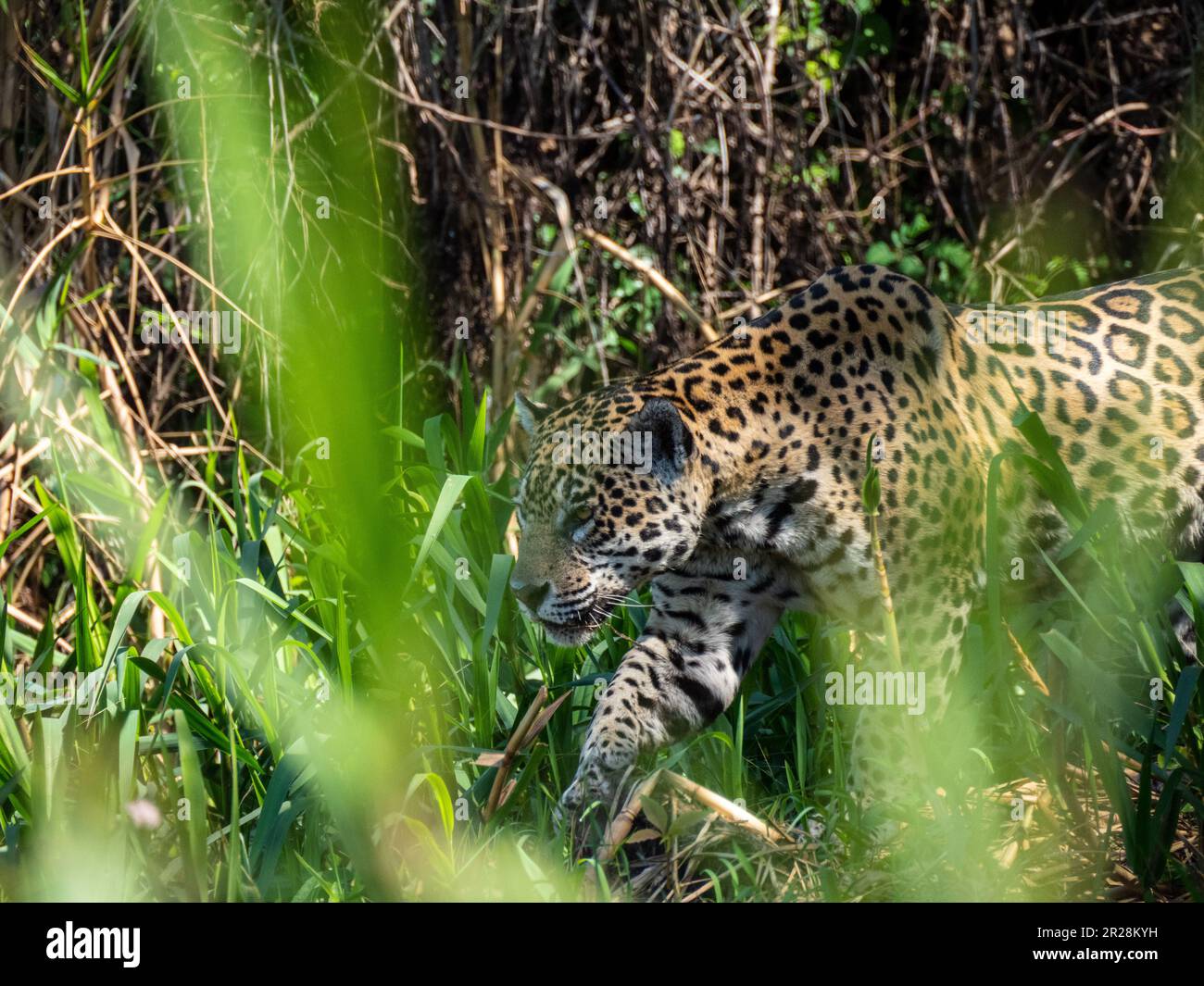 A stealthy jaguar traverses the lush landscapes of Pantanal, Brazil, symbolizing the untamed essence of the region's wildlife. Stock Photo