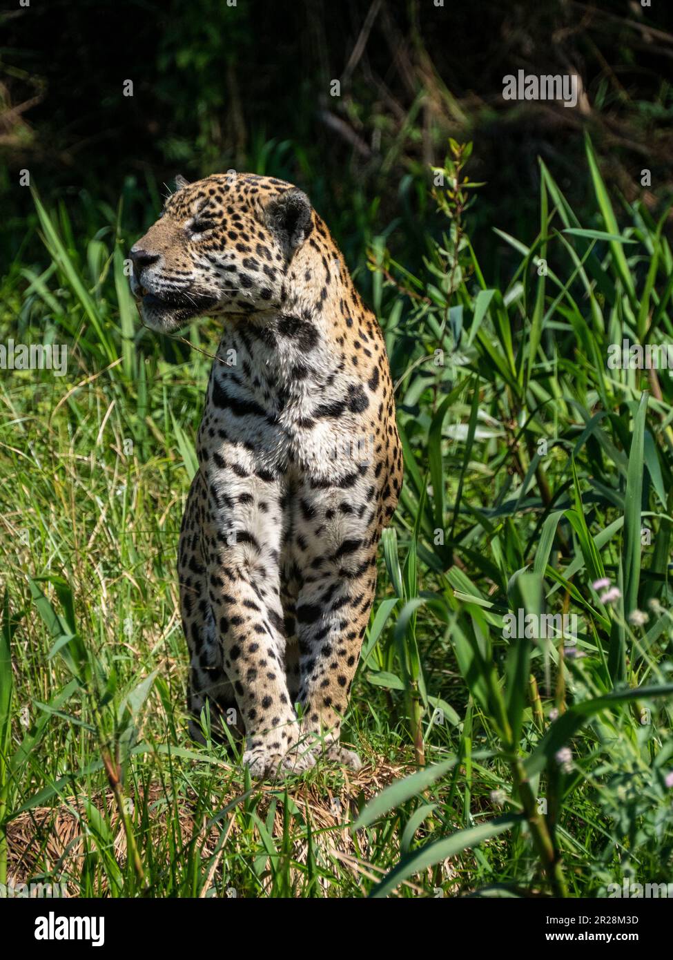 Encounter the elusive beauty of a jaguar in its Pantanal habitat, where ...