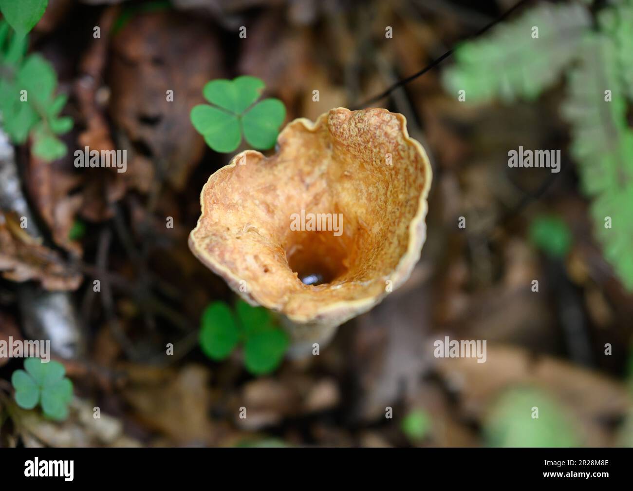 Turbinellus floccosus mushrooms (scaly vase) in the forest. Stock Photo