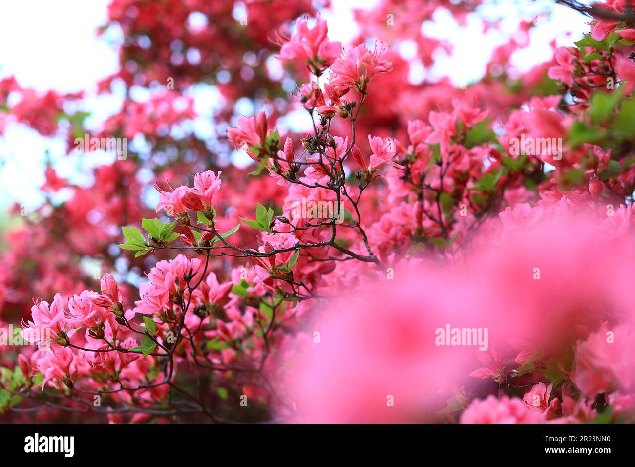 Azalea Rhododendron Tree Lots of azalea (Rhododendron / rhododendron) are in full bloom at Mt ...