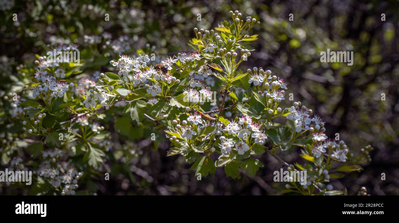 Close up blackthorn bush in the garden concept photo. Stock Photo
