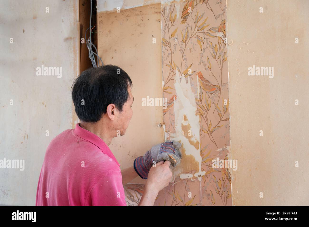 Man removing old style vintage floral wallpaper inside an old house. Home renovation project. Auckland. Stock Photo