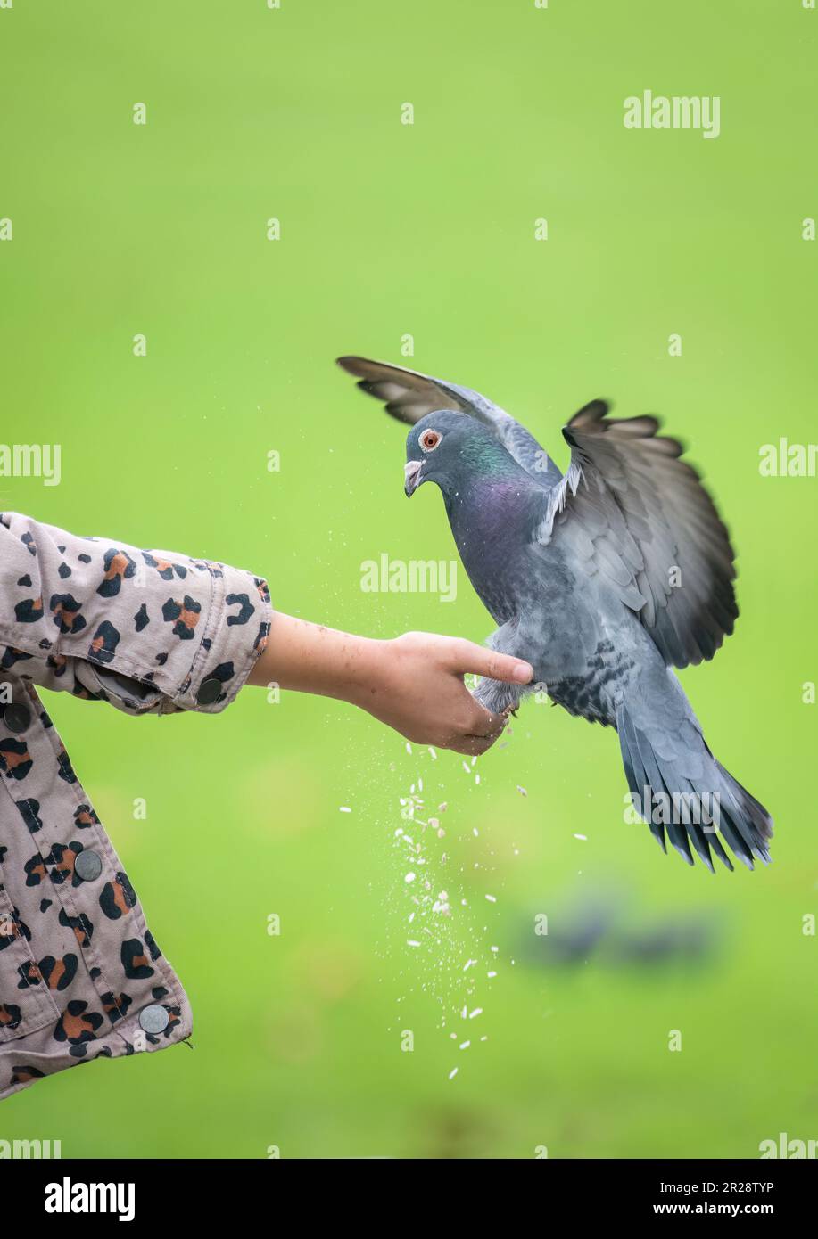 Pigeon flying landing to catch the food offered by a girl. Western Springs Park. Auckland. Vertical format. Stock Photo