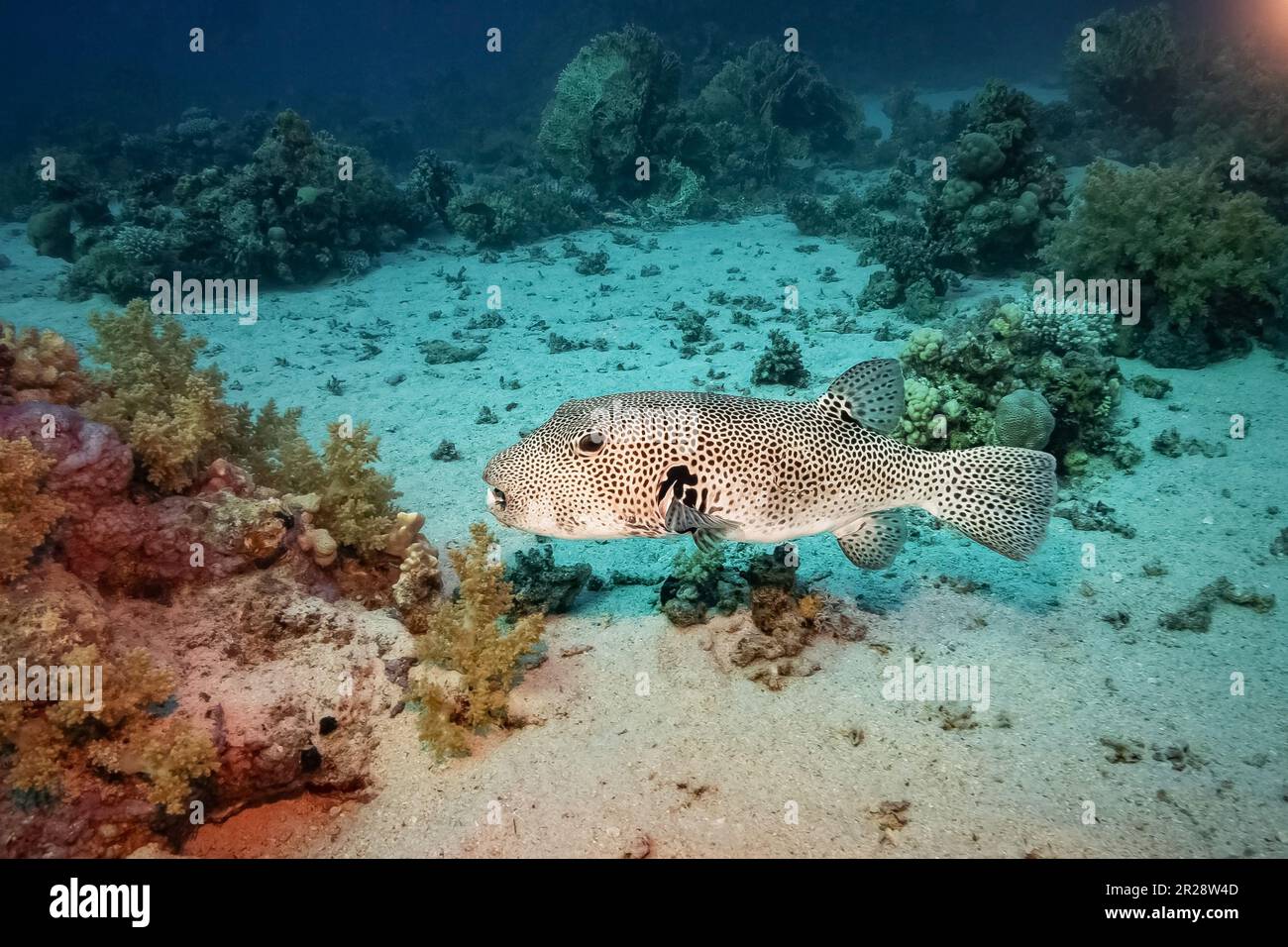 Pufferfish (Arothron Stellatus), Red Sea, Egypt Stock Photo Alamy