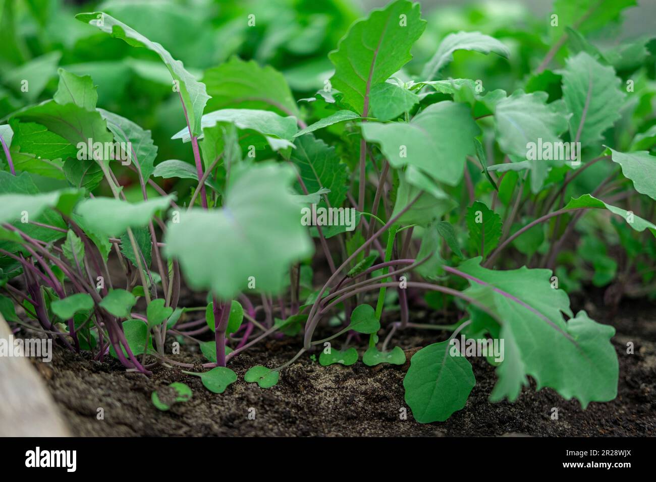 Green Kohlrabi seedlings growing in garden bed. Vegetable greenhouse