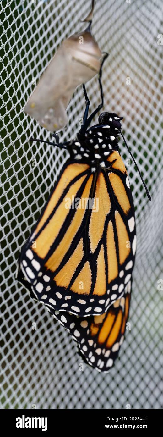 The eclose of a monarch butterfly has occurred, it is now hanging off