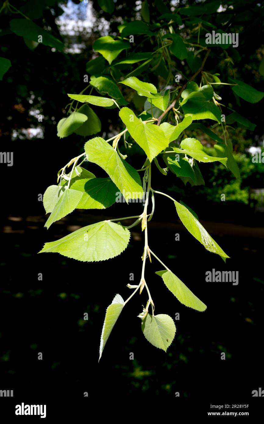 Tilia tomentosa Petiolaris, Silver Pendent Lime. Stock Photo