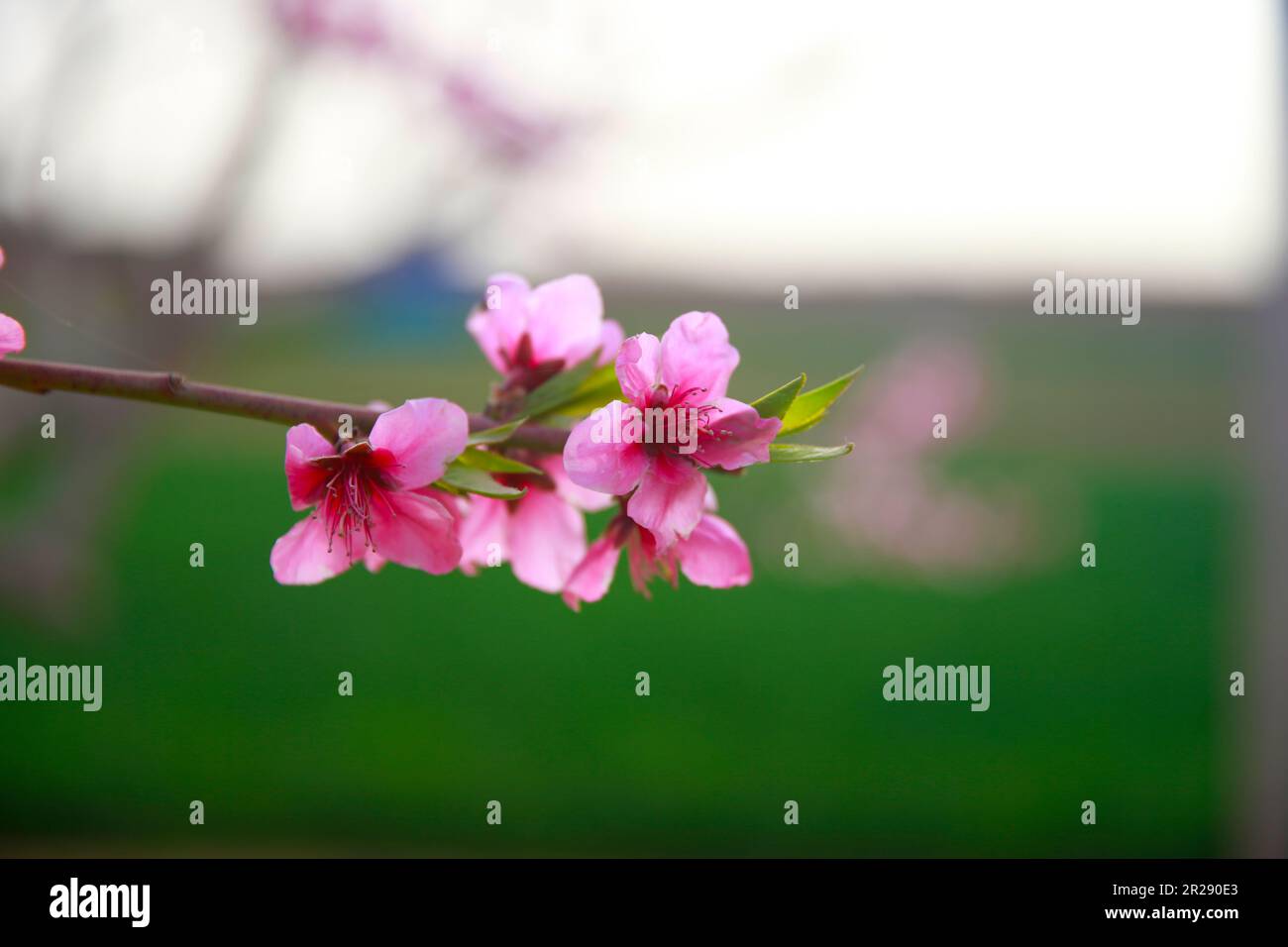 In full bloom in the peach blossom，Very beautiful Stock Photo