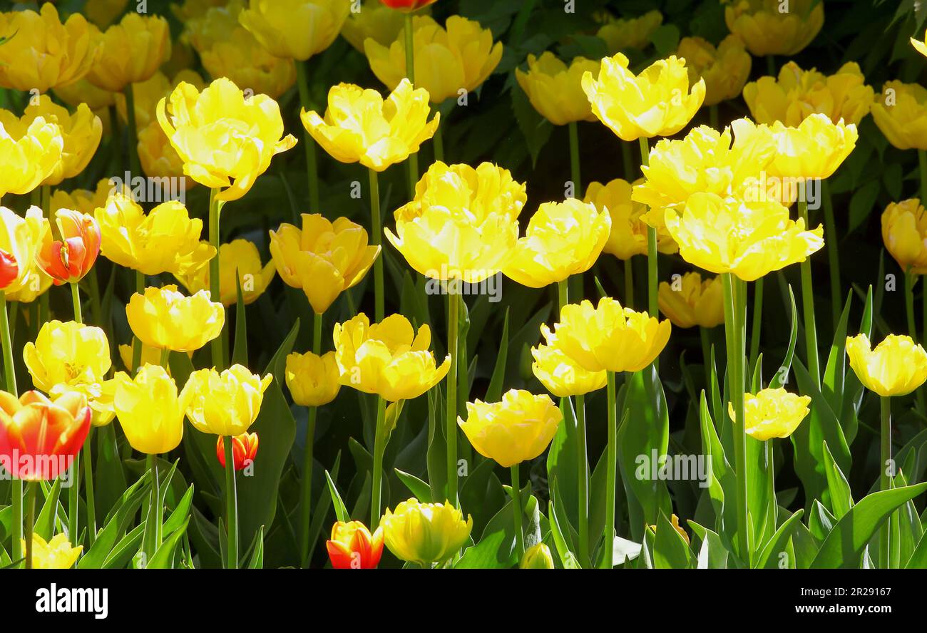 Blooming tulips of yellow color in the city park Stock Photo - Alamy