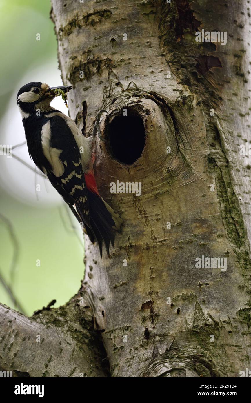 Great Spotted Woodpecker with food in beak perched at nesthole, feeding chicks Stock Photo