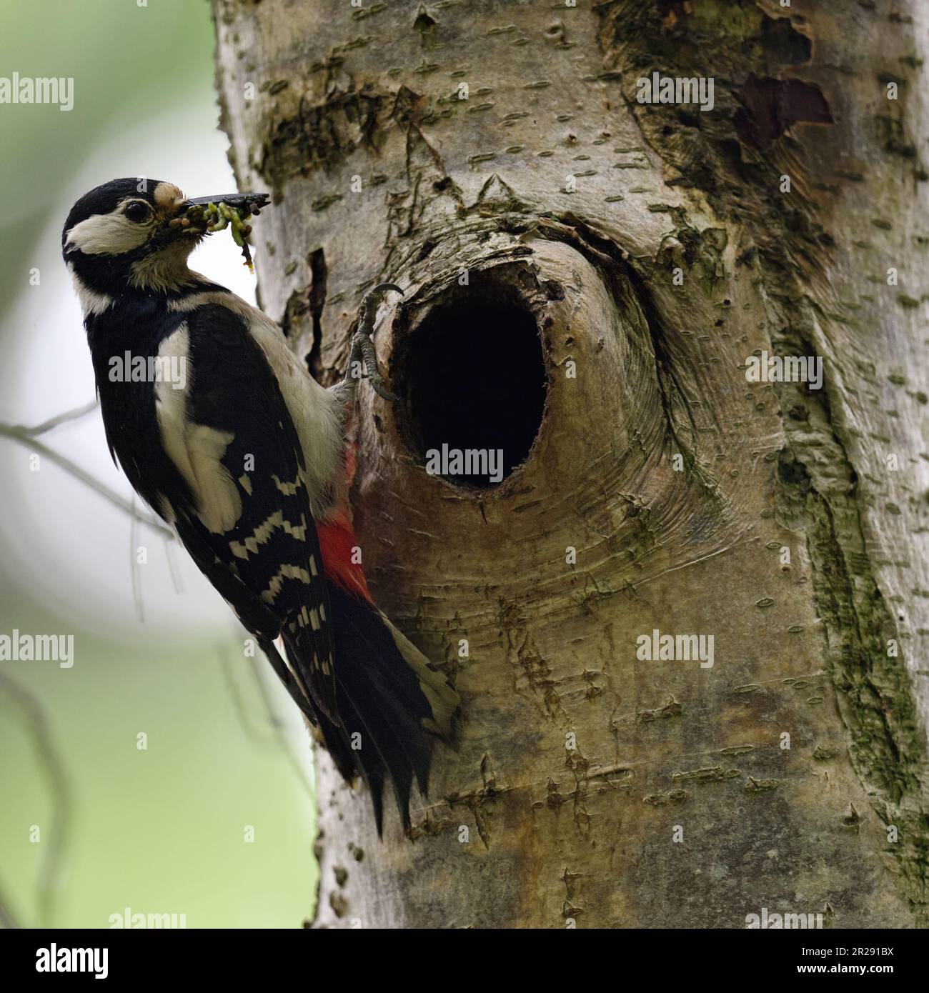 Great Spotted Woodpecker with food in beak perched at nesthole, feeding chicks Stock Photo