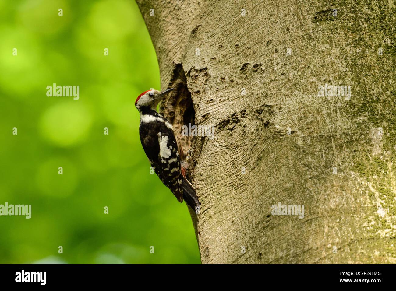 Middle Spotted Woodpecker / Mittelspecht ( Leiopicus medius ) perched at the nesting hole of a Black Woodpecker, wildlife, Europe. Stock Photo