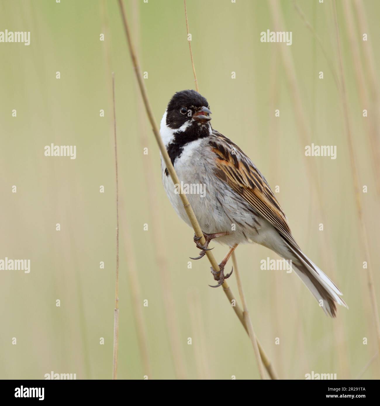 Reed Bunting  / Rohrammer ( Emberiza schoeniclus ), adult male, perched on a phragmites reed stem, singing, nice surrounding, wildlife Europe. Stock Photo